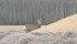 Deer often invade pastures, eating cattle feed. | File photo