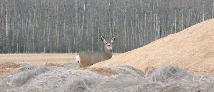 Deer often invade pastures, eating cattle feed.  |  File photo