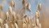Avena Foods hopes to soon take advantage of a Health Canada proposal to allow gluten free labelling on its Oats Only products. | File photo