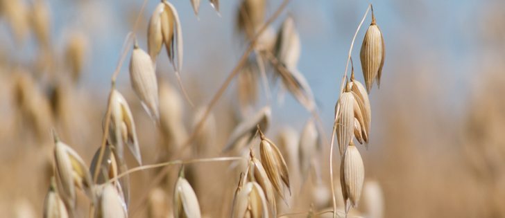 Avena Foods hopes to soon take advantage of a Health Canada proposal to allow gluten free labelling on its Oats Only products.  |  File photo