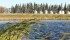 Wetlands, which have jokingly been called Mother Nature’s outhouse because they flush out impurities as water flows through, are now being used around the world to clean polluted water. | File photo