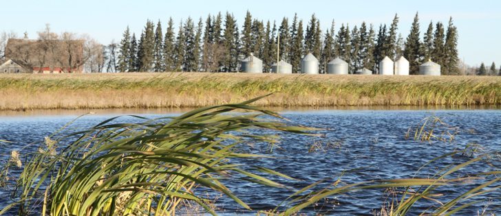  Wetlands, which have jokingly been called Mother Nature’s outhouse because they flush out impurities as water flows through, are now being used around the world to clean polluted water.  |  File photo
