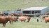 The McElroys use a system of intensive grazing similar to the operation shown here. | File photo