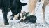 Ideally, 65 percent of the cow herd will calve in the first 21 days of the calving season to maximize rebreeding, says a veterinarian. | File photo