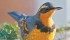 The varied thrush, left, fox sparrow, below, and clark’s nutcracker, bottom, are unusual birds sought by an upcoming bird book. | Roger Golub | Flickr photo