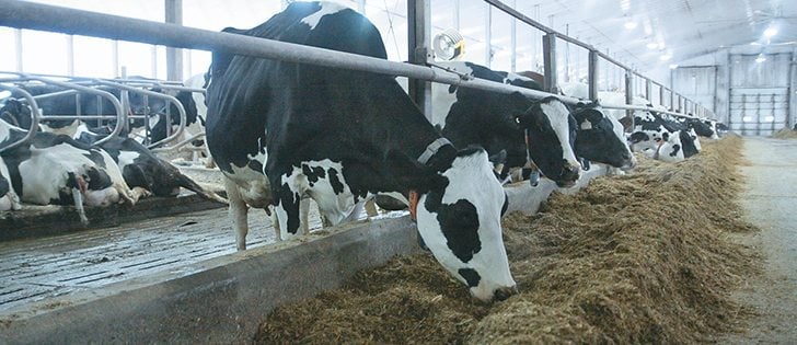 Veterinarians say alternative products may not do any harm, but they are dangerous if producers use them instead of regular treatments.  |  file photo