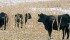 Cows feeding standing corn should consume 30 to 40 pounds of feed per day, says Bart Lardner of the Western Beef Development Centre. | File photo