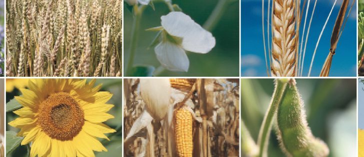 Prairie producers have few choices that will generate profit for the upcoming crop year. However, a lot of math and phone calls and a little polishing of the crystal ball can deliver a plan for cropping choices that might put some black back in the pen. | File photos