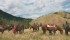 Waning participation in the horse industry, including pleasure riding, is a concern for horse owners and breeders. They discussed potential remedies at a recent conference in Red Deer. | File photo
