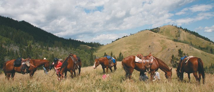 Waning participation in the horse industry, including pleasure riding, is a concern for horse owners and breeders. They discussed potential remedies at a recent conference in Red Deer.  |  File photo