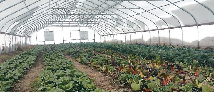 Spinach is one crop that can be produced in the dead of winter without supplemental heat and light.  |  Ten Hen Farms photo