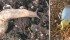 LEFT: Neonicotinoid insecticides can collect in the bodies of slugs with no ill-effect for the mollusks.
RIGHT: Chlaenius tricolour is the type of insect that supports agriculture by attacking slugs. | Tooker Lab photos