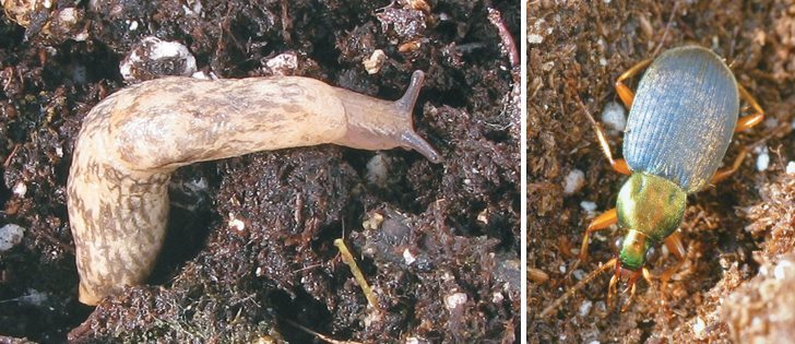 LEFT: Neonicotinoid insecticides can collect in the bodies of slugs with no ill-effect for the mollusks. 
RIGHT: Chlaenius tricolour is the type of insect that supports agriculture by attacking slugs.  |   Tooker Lab photos