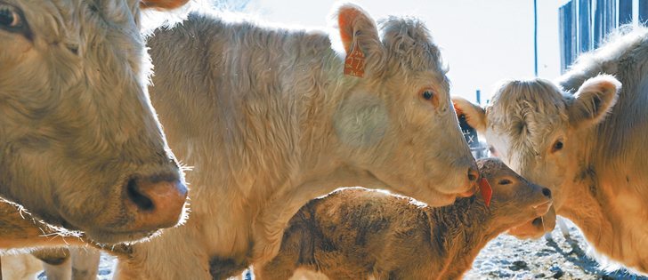 Scours, a common affliction in  beef herds, can vary in severity. Calves are most susceptible in the first weeks of life.  |  File photo