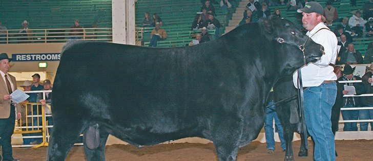 Jon Fox of Lloydminster showed this young bull to a first place ribbon at the National Western Stock Show Angus bull show held Jan. 14. Named Justamere 406S Big Gunn 414A, it‘s owned in partnership with Duane and Carmen Hanson of Lloydminster and Shandar Angus of Payson, Utah. The bull will be leaving Justamere Farm and moving to the United States.  |  Barbara Duckworth photo