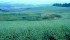 Watch Canada’s ag. markets updates for the most important crop and livestock market information of the week. | Robin Booker, photo