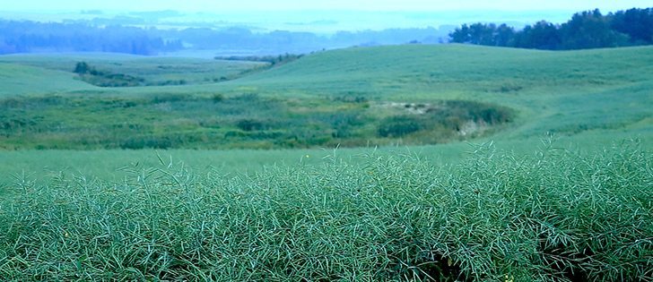 Watch Canada’s ag. markets updates for the most important crop and livestock market information of the week. | Robin Booker, photo