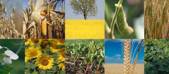 Spring of 2015 holds some tough cropping choices for prairie producers.
