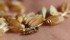 Fusarium graminearum is prevalent in all crop districts across Saskatchewan with heavy levels of infection in many regions.
| File photo