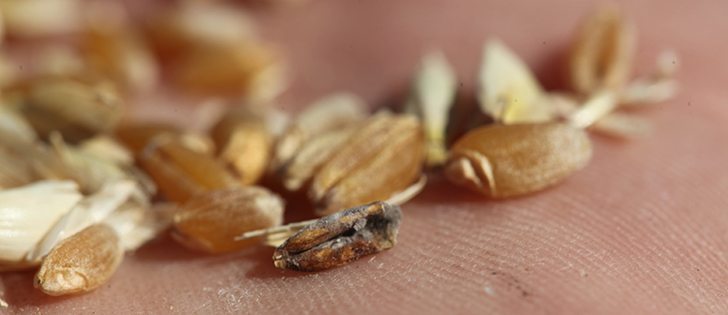 Fusarium graminearum is prevalent in all crop districts across Sask­atchewan with heavy levels of infection in many regions.  | File photo