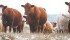 Officials confirmed Friday that the animal identified in a recent BSE case in Alberta shares a birth farm with an animal from a 2010 case. | File photo