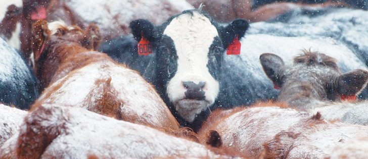 Canadian ranchers hope that the latest discovery of BSE in an Alberta cow will not affect markets.  |  Reuters file photo