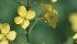Canola futures are rallying, but when fixed costs and average yields are factored in, $10 per bushel doesn’t impress many farmers. | File photo
