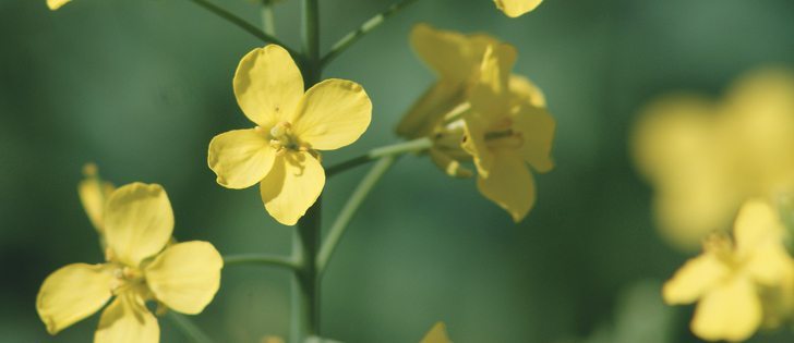 Canola futures are rallying, but when fixed costs and average yields are factored in, $10 per bushel doesn’t impress many farmers. | File photo
