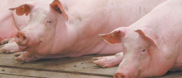 Producers who didn’t lock in hog prices last year are now looking at only breaking even.  |  File photo