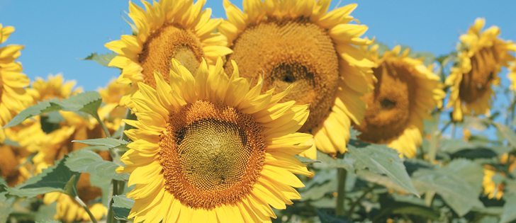 Manitoba’s sunflower industry is recovering after grappling with flooding and disease.  |  File photo