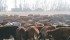 Canada’s National Beef Cattle Industry Strategy sets goals to expand the country’s cattle sector, but declining check-off dollars and maintaining market access are obstacles. | File photo
