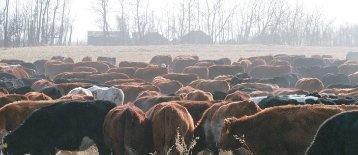 Canada’s National Beef Cattle Industry Strategy sets goals to expand the country’s cattle sector, but declining check-off dollars and maintaining market access are obstacles.  |  File photo