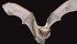 Bats, such as this Big Brown Bat, are the top source for rabies in Canada. | Flickr/Angell Williams photo