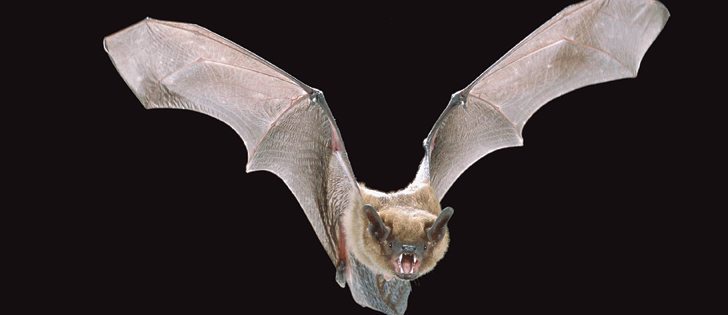Bats, such as this Big Brown Bat, are the top source for rabies in Canada.  |  Flickr/Angell Williams photo
