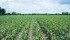 New early maturing corn varieties are making corn more attractive but the crop still carries more risk than soybeans. | File photo