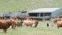 The Saskatchewan Cattlemen’s Association has passed a resolution to encourage the provincial government to make premises identification mandatory. | File photo