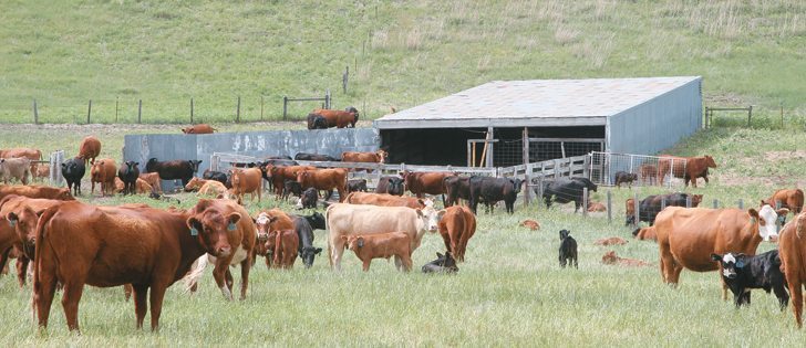 The Saskatchewan Cattlemen’s Association has passed a resolution to encourage the provincial government to make premises identification mandatory.  |  File photo
