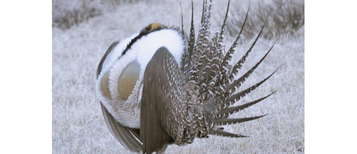 It’s estimated that fewer than 90 sage grouse live in Canada and Ottawa’s emergency protection order has caused conflict with some landowners.  |  Flickr.com/U.S. Fish and Wildlife Service photo
