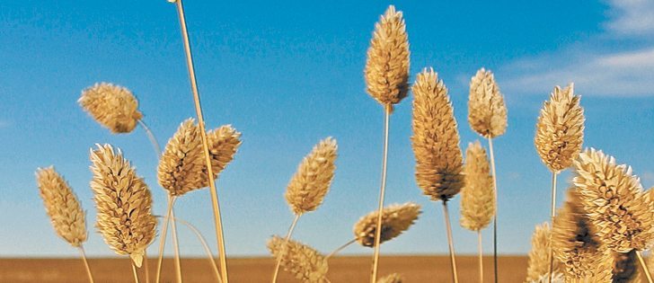 Canaryseed responds to lower levels of chloride, but 35 to 40 pounds per acre are recommended.  |  File photo
