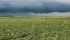 With more soybeans on the prairie horizon, will producers need to provide two inoculation methods on virgin soybean ground? Will growers need to continue to inoculate their bean crops after developing a history of planting the crop in colder, western soils? The evidence is not in for Saskatchewan and Alberta, but Manitoba growers are getting some answers. | Michael Raine photo