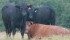 Research shows that providing young bulls with high energy and protein-rich feed after weaning pays off later in better breeding potential. | File photo