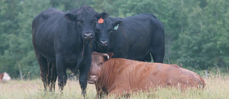 Research shows that providing young bulls with high energy and protein-rich feed after weaning pays off later in better breeding potential.  |  File photo