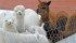 Alpacas