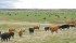 New Alberta grazing lease arrangements have been agreed to in principle, but the required legislative changes have delayed implementation. | File photo