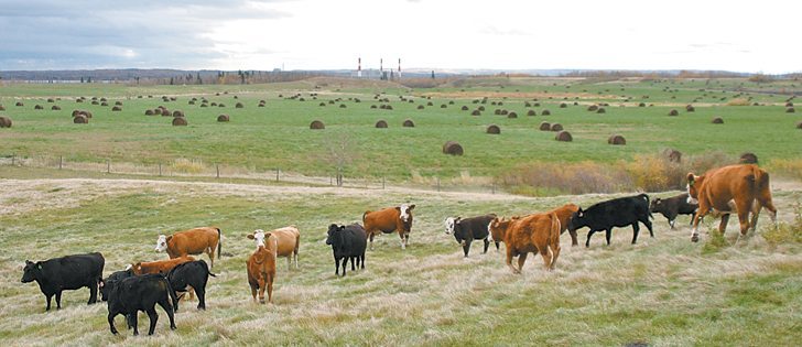 New Alberta grazing lease arrangements have been agreed to in principle, but the required legislative changes have delayed implementation. | File photo