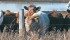 Less than 30 percent of registered cattle in the United States has been DNA tested. | File photo