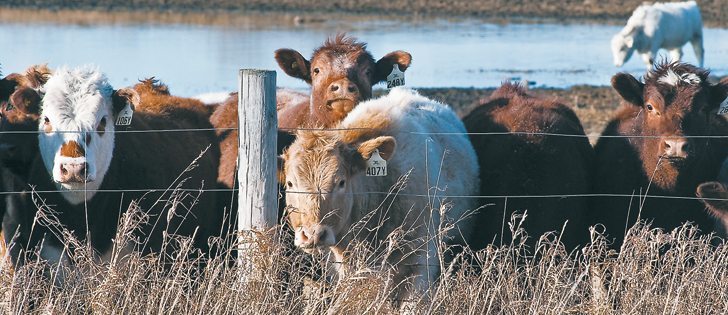 Less than 30 percent of registered cattle in the United States has been DNA tested.  |  File photo