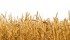 Canadian farmers generated a record $14 billion in aggregate net cash income in 2014, according to a new Agriculture Canada report released today. | File photo