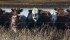 The impact on Canada's beef industry will depend on the age of the animal. If the animal is over 11 years old, there will be very little impact on the beef industry. | File photo