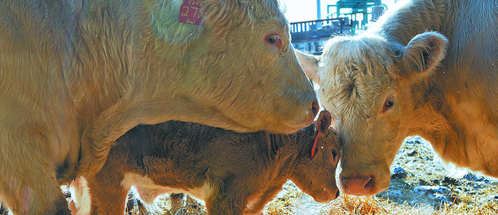 Ideally two-thirds of the cow herd will calve in the first 21 days of the season so cows can be bred in their next cycle, says a veterinarian at the Western College of Veterinary Medicine. File photo. (date last used January 3, 2013)
While healthy calving outcomes are the norm, producers with cows that abort need to follow procedures to determine the cause. File photo. (date last used April 5, 2012)
Raising "natural" beef without added growth hormones and antibiotics can be about earning higher profits and giving the public what it wants, rather than a philosophical choice. William DeKay photo. (date last used March 8, 2012)
A 10-day-old calf is nuzzled by a pair of cows. William DeKay photo. (date last used January 26, 2012)